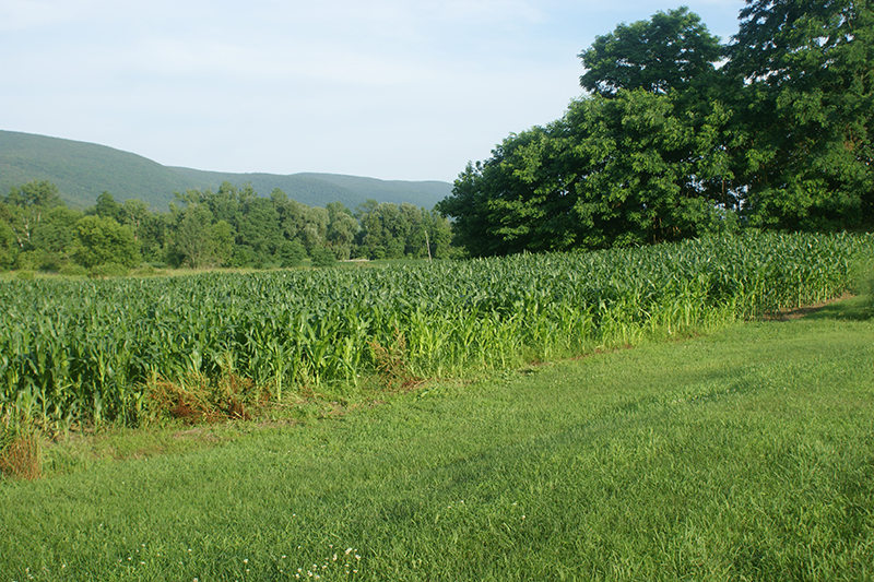 Copake Agriculture Project