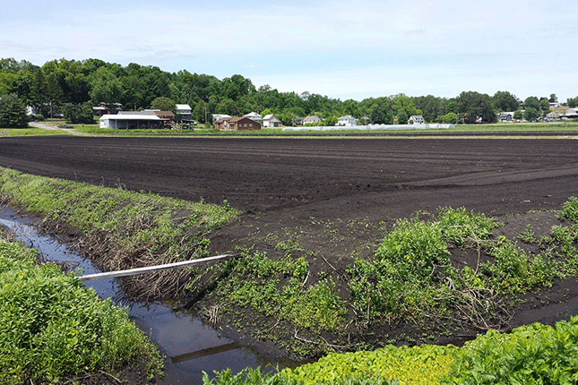 Black dirt farm in Chester, NY