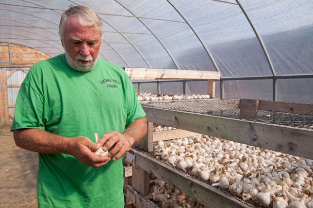Farmer inspects garlic