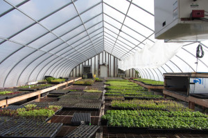 Seedlings inside a greenhouse