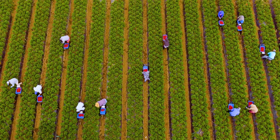 Farm workers in a berry field