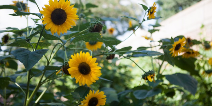 New Approaches to our Champions Award