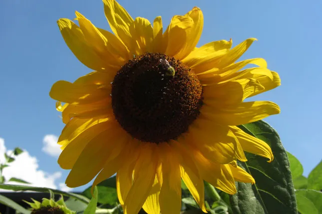 South-Bronx-Learning-Tour-35